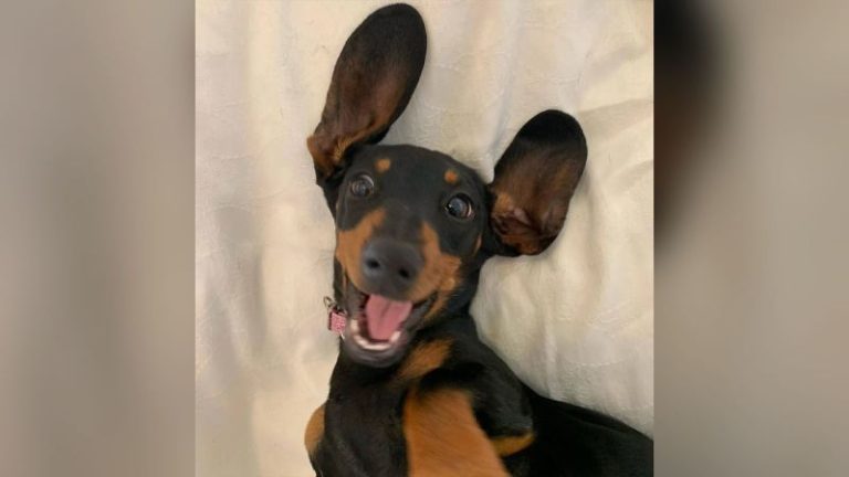 Smelly T-shirt played a key role in catching Valerie, the dog lost for 529 days